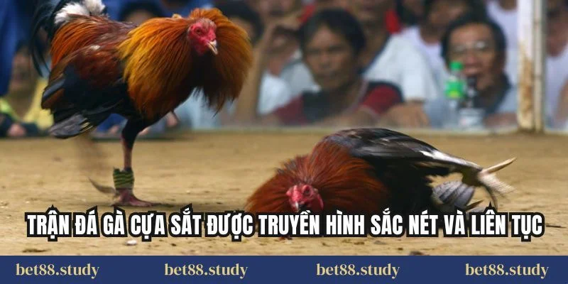 Trận đá gà cựa sắt được truyền hình sắc nét và liên tục